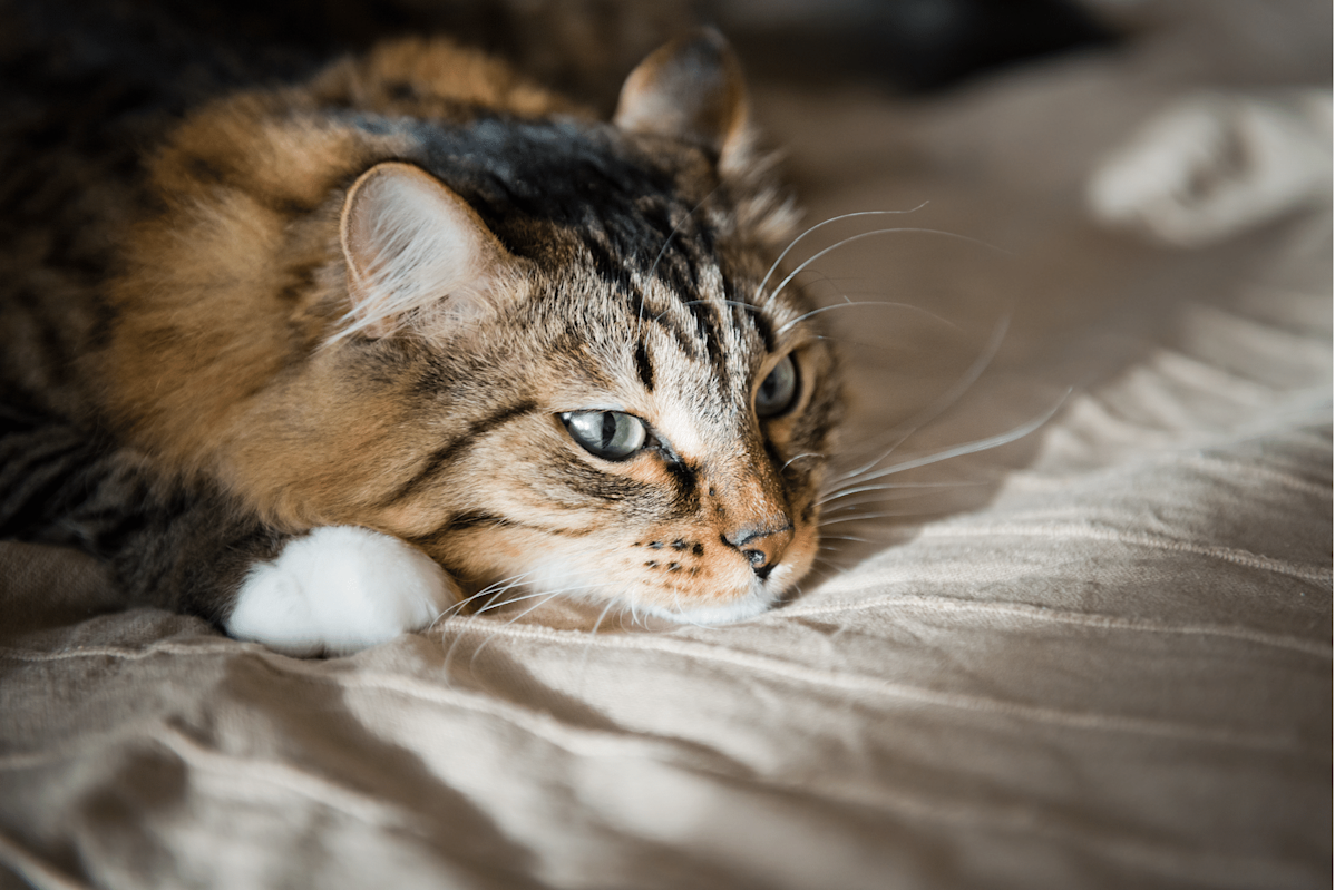 What Can I Give My Cat For Pain What can i give my cat for pain