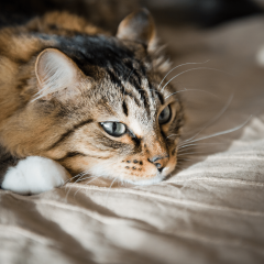 What Can I Give My Cat For Pain? Signs Your Cat's In Pain & How To Help