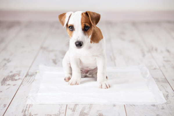 How To Potty Train Your New Puppy (When You're Super Busy)