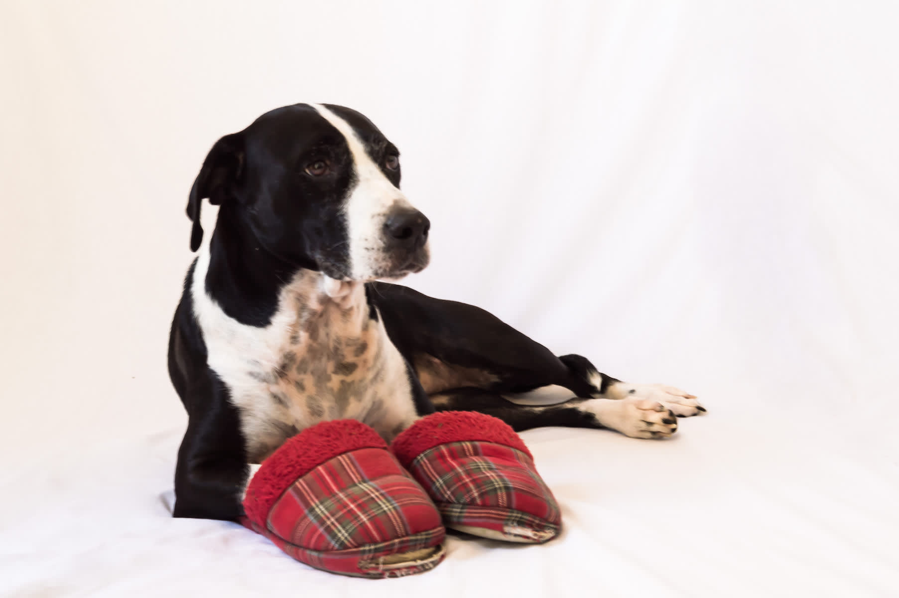 Canva - Black and White Dog Keeping Slippers Warm