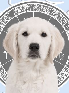 Your Dog's Weekly Horoscope 2020: August 10-16