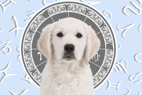 Your Dog's Weekly Horoscope 2020: August 10-16