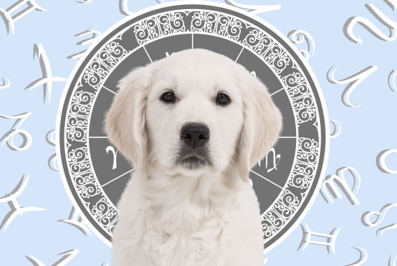 Your Dog's Weekly Horoscope 2020: August 10-16