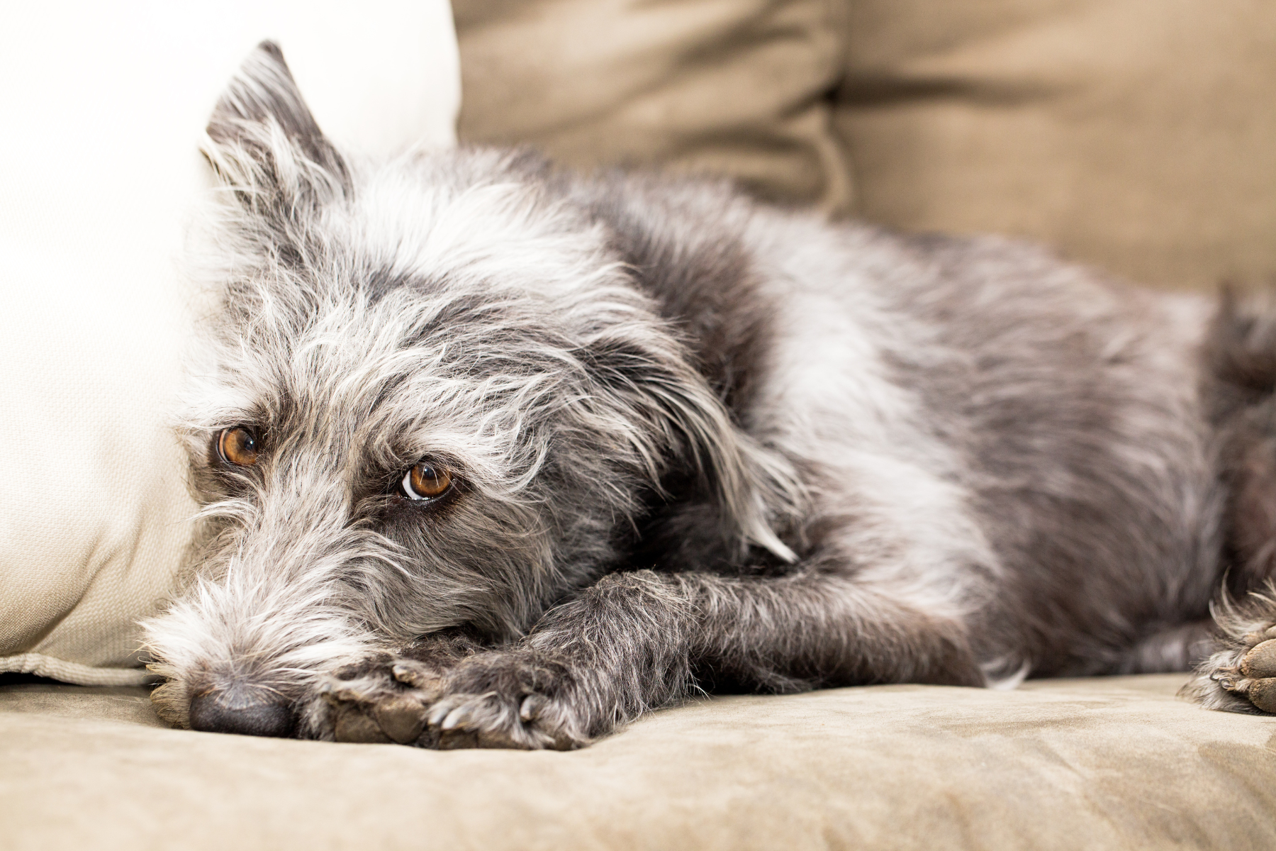 Urinary Incontinence In Dogs: Signs, Diagnosis & Treatments