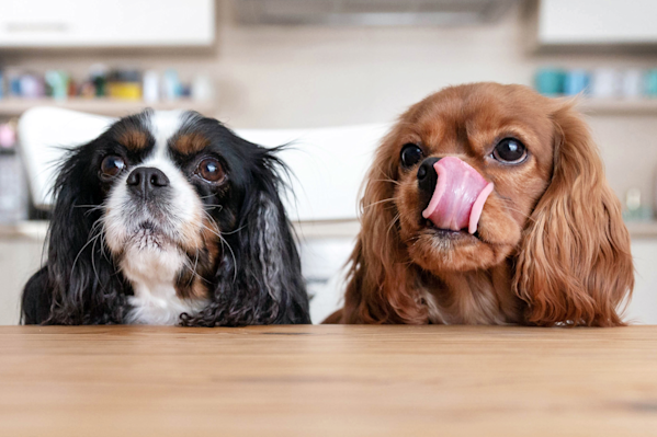 How To Throw A Petsgiving