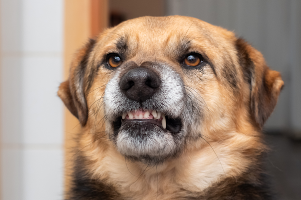 My Dog Got Bitten By Another Dog: What To Do & When To Worry