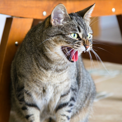 Why Do Cats Hiss At New Kittens Or Cats?