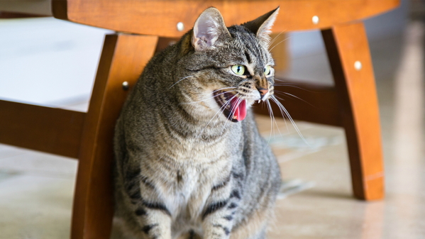 Why Do Cats Hiss At New Kittens Or Cats?