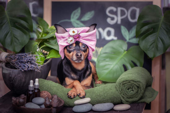 Canva - Cute pet relaxing in spa wellness . Dog in a turban of a towel among the spa care items and plants. Funny concept grooming, washing and caring for animals