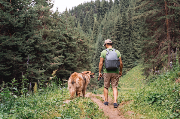 Hiking With Your Dog? Safety Tips You Need To Know