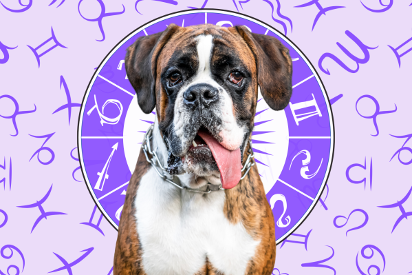 Your Dog's Weekly Horoscope 2020: April 27-May 3