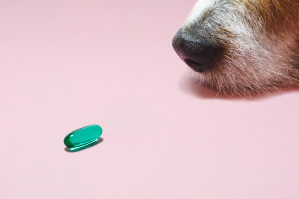Dog Ate A Prenatal Vitamin? What To Do & When To Worry