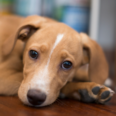 6 Reasons Your Puppy May Be Crying