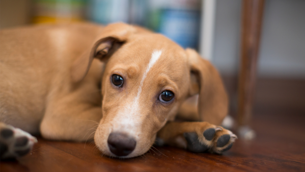 6 Reasons Your Puppy May Be Crying