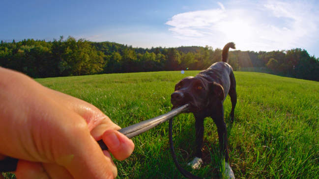 Canva - POV Stubborn black puppy pulling on destroyed frisbee after playing in the field