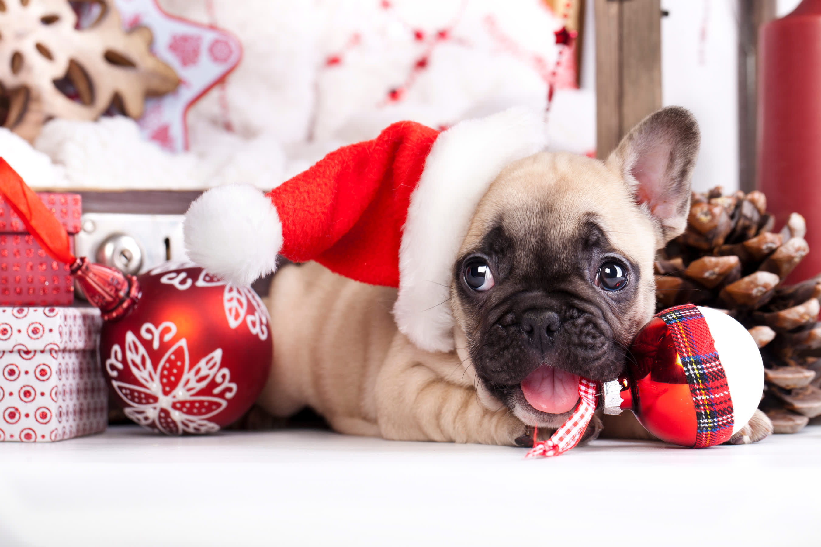 13 Fun & Useful Holiday Gifts For Every Type Of Dog Under $25