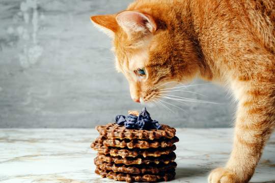 Can Cats Taste Sweet Food?