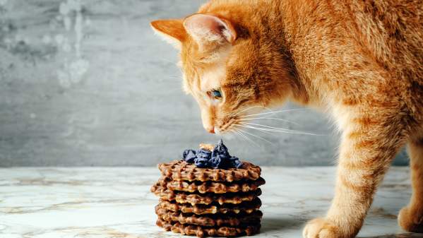 Can Cats Taste Sweet Food?