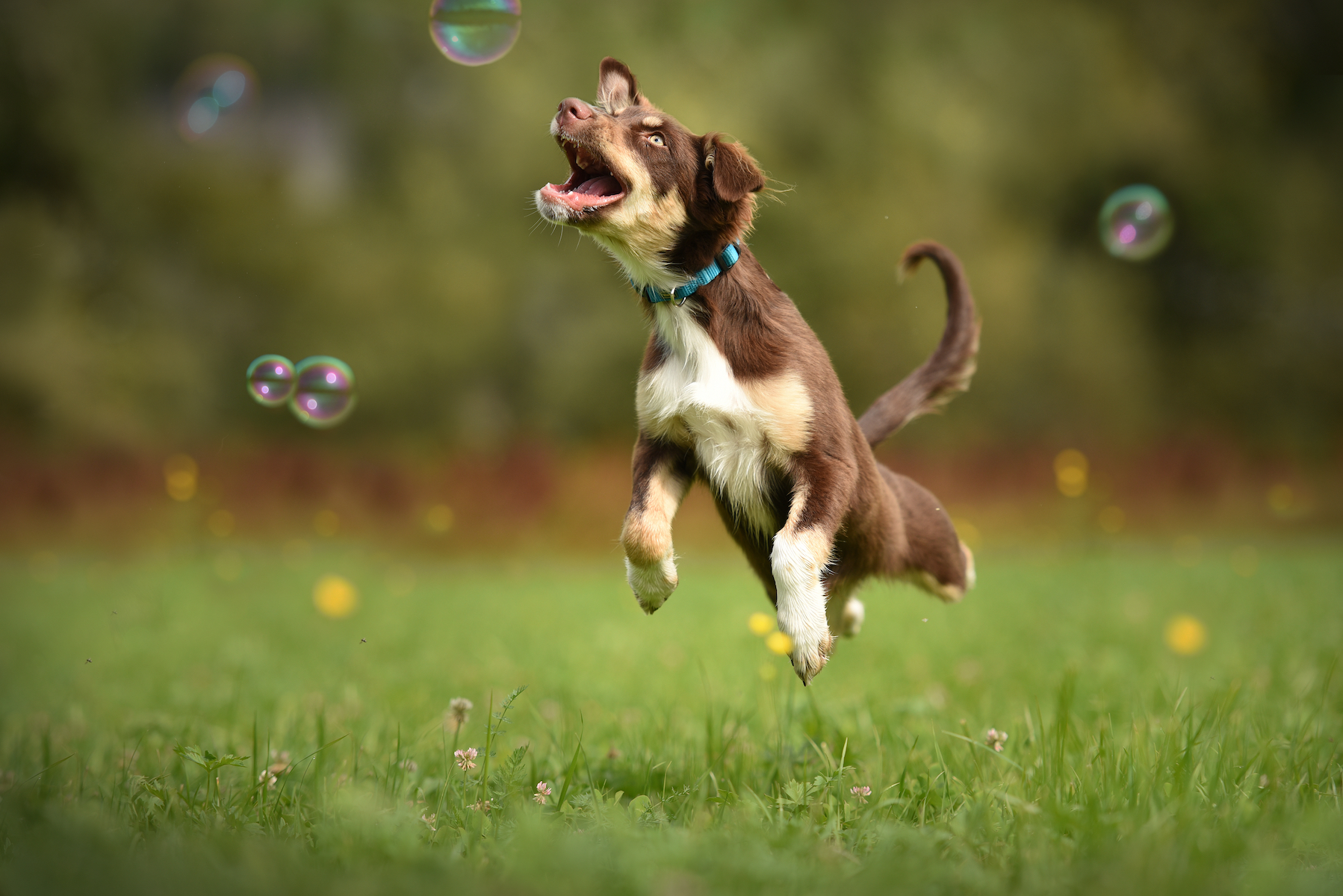 8 Things You Need To Control (And Enjoy) Your *Very Active * Dog