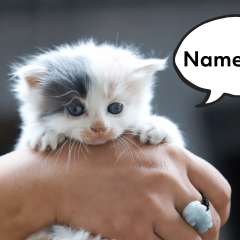 234 Gorgeous & Unique Girl Cat Names From A-Z