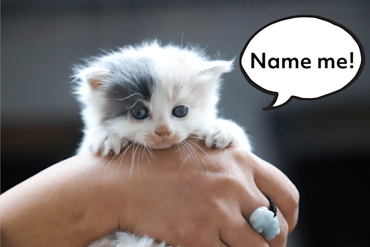 234 Gorgeous & Unique Girl Cat Names From A-Z