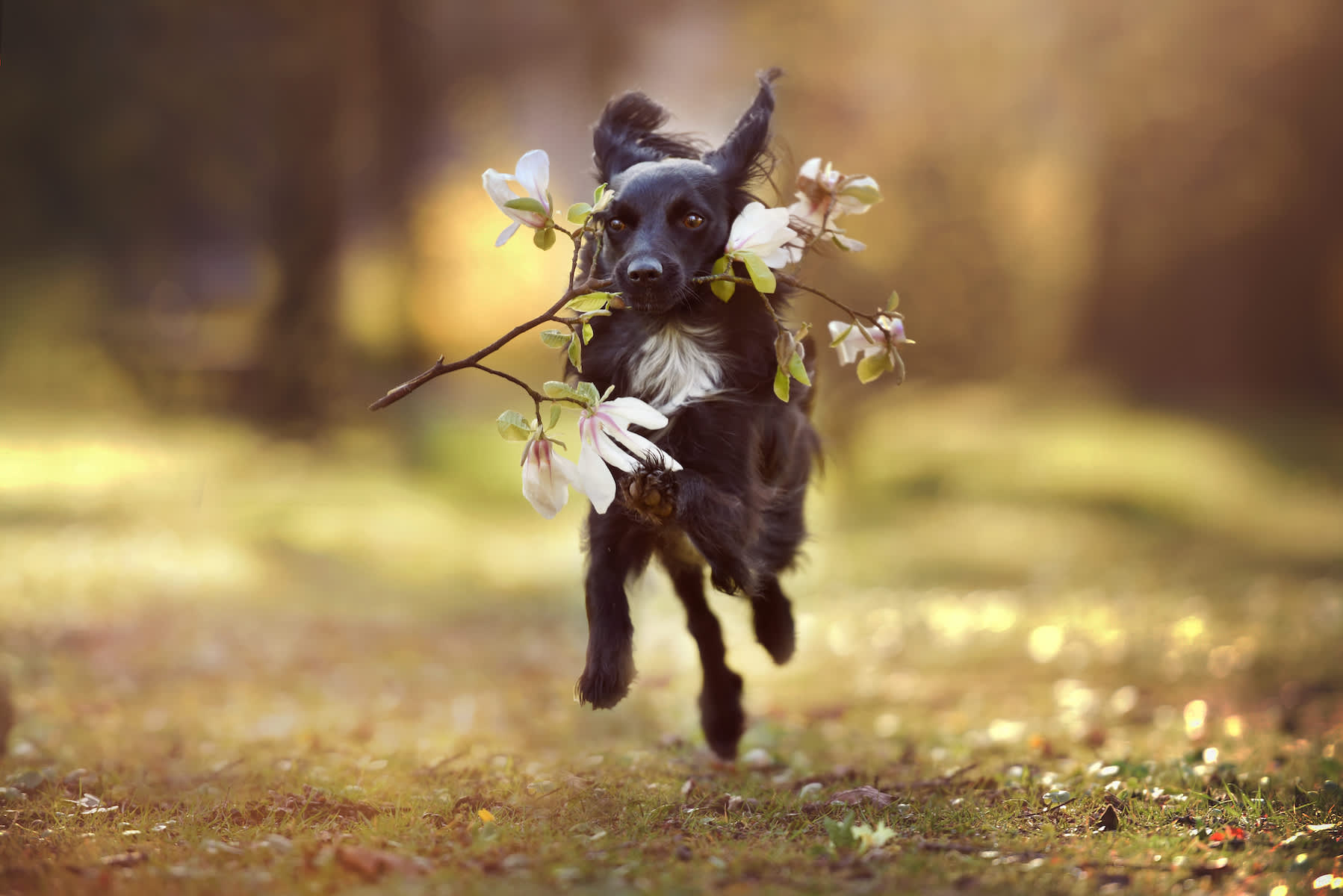 Canva - Dog Running with Flowers in His Mouth