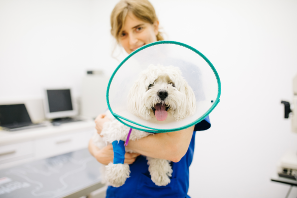 Ringworm In Dogs: Symptoms, Treatment & Prevention