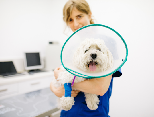 Ringworm In Dogs: Symptoms, Treatment & Prevention