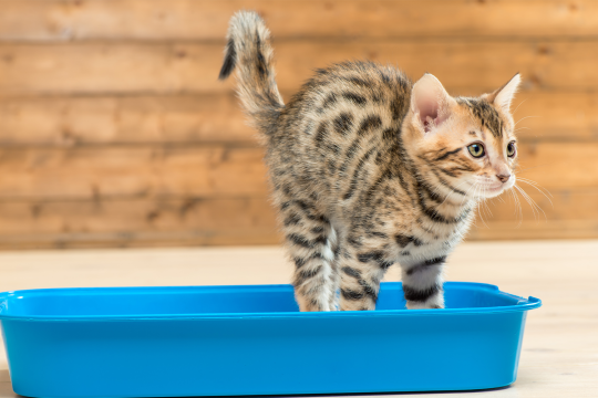What To Do When Your New Kitten Isn't Using The Litter Box