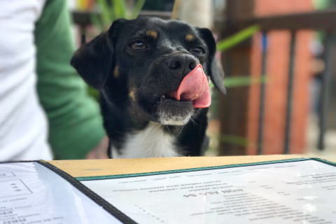 dog-friendly-restaurants-atlanta