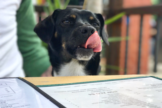 9 Dog-Friendly Restaurants In Atlanta