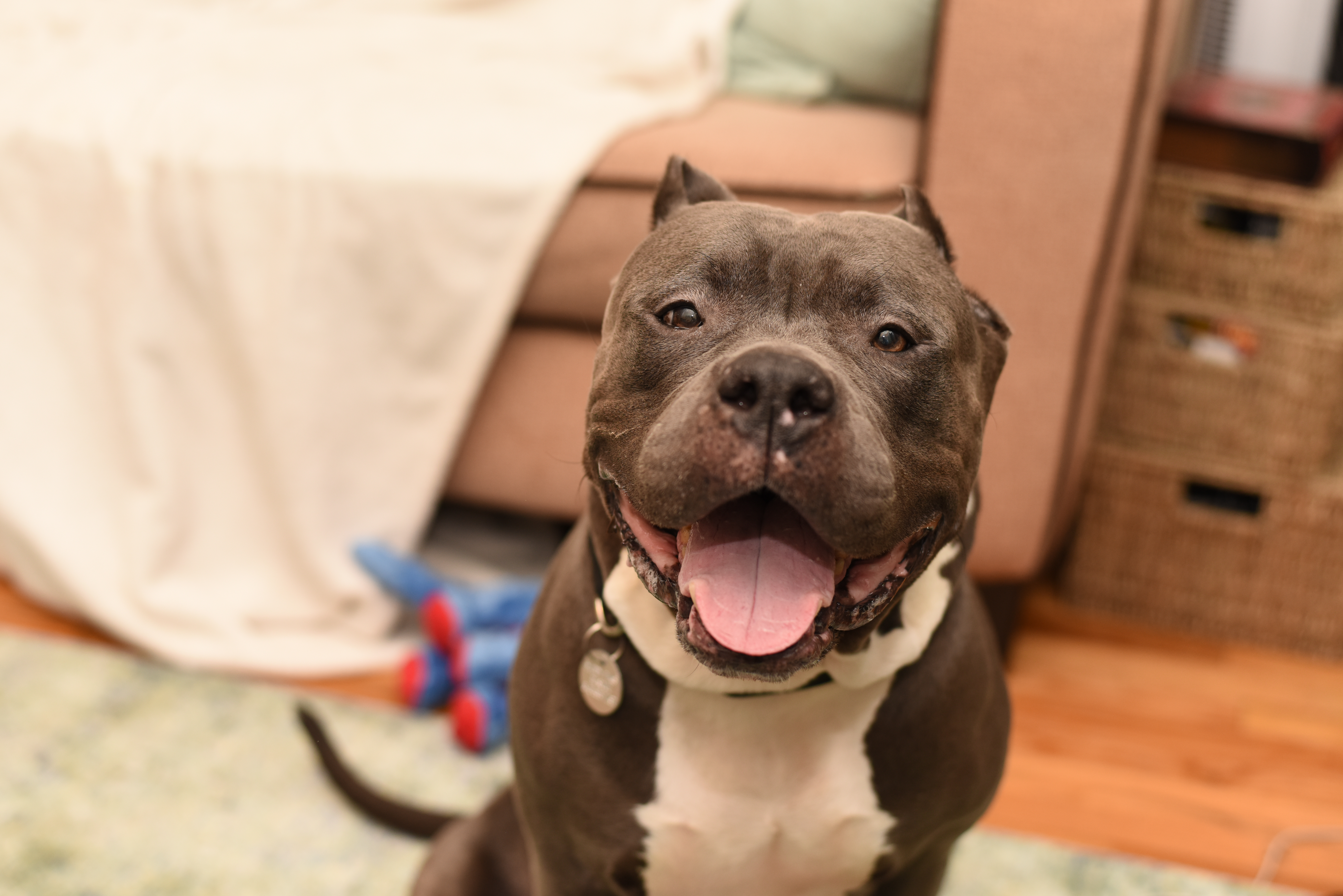 Everything You Need To Know About Fostering & Adopting Dogs During Coronavirus