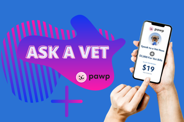 Ask A Vet: Pawp Online Vets Talk Teething Puppies & Cats That Don't Purr