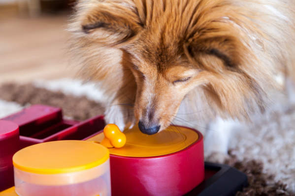 These 5 Interactive Dog Toys Are All Under $16 at