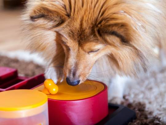 The 27 Best Interactive Dog Toys