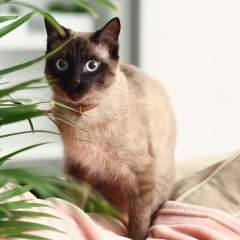 12 Houseplants That Are Poisonous To Cats