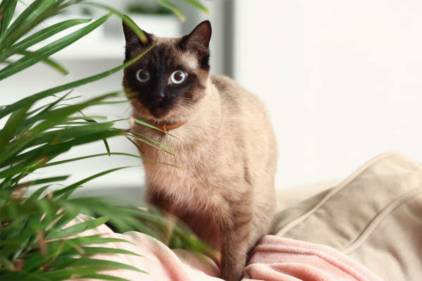 12 Houseplants That Are Poisonous To Cats