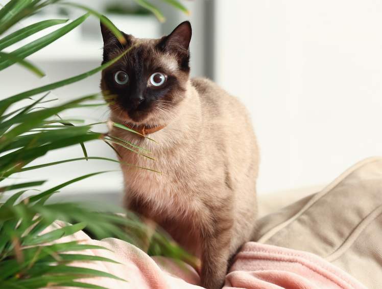 12 Houseplants That Are Poisonous To Cats