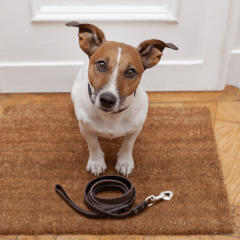 Dog Poop: What Your Dog's Poop Says About Their Health