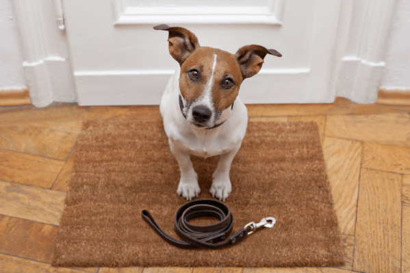 Dog Poop: What Your Dog's Poop Says About Their Health