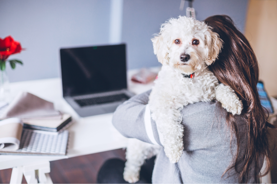 Virtual Vet: What To Know About Pet Telehealth Appointments