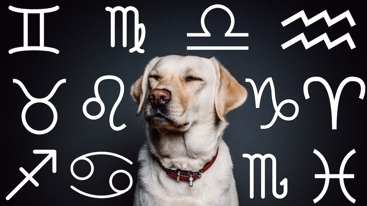 Your Dog's Weekly Horoscope 2019: November 18-24