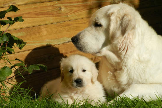 dog pregnancy pawp: Golden Retriever Dog and a Puppy