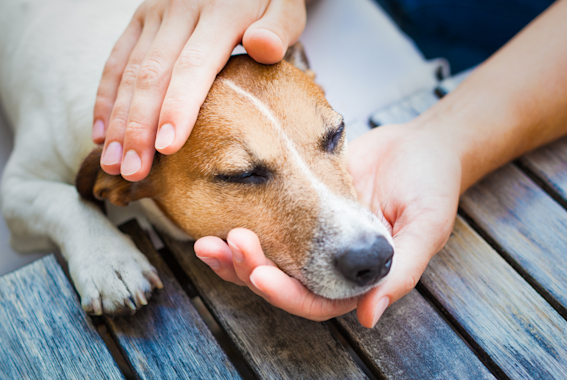 Chicken bone stuck in dog's stomach online