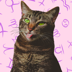 What Your Cat's Zodiac Sign Says About Their Personality