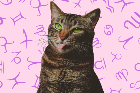 What Your Cat's Zodiac Sign Says About Their Personality
