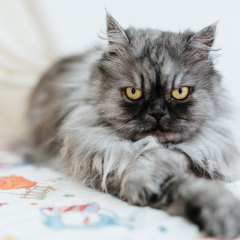 Rabies In Cats: Signs, Diagnosis & Prevention