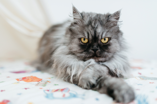 Rabies In Cats: Signs, Diagnosis & Prevention