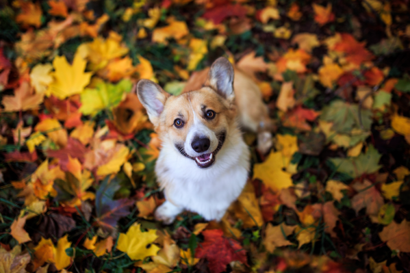 What's Your Pet's October Horoscope?
