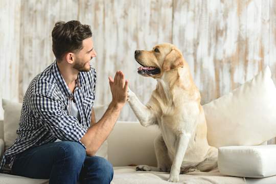6 Essential Commands To Teach Your Dog (And How)